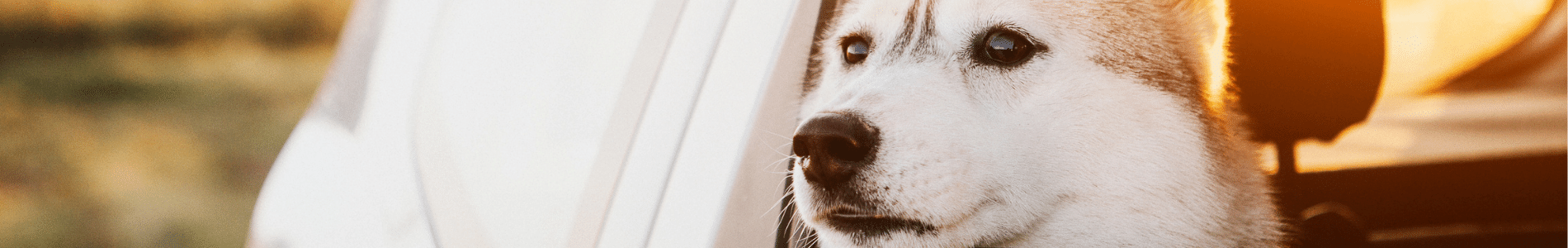 taxis en barcelona que admiten perros