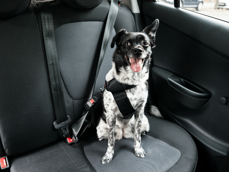 taxis en barcelona que admiten perros